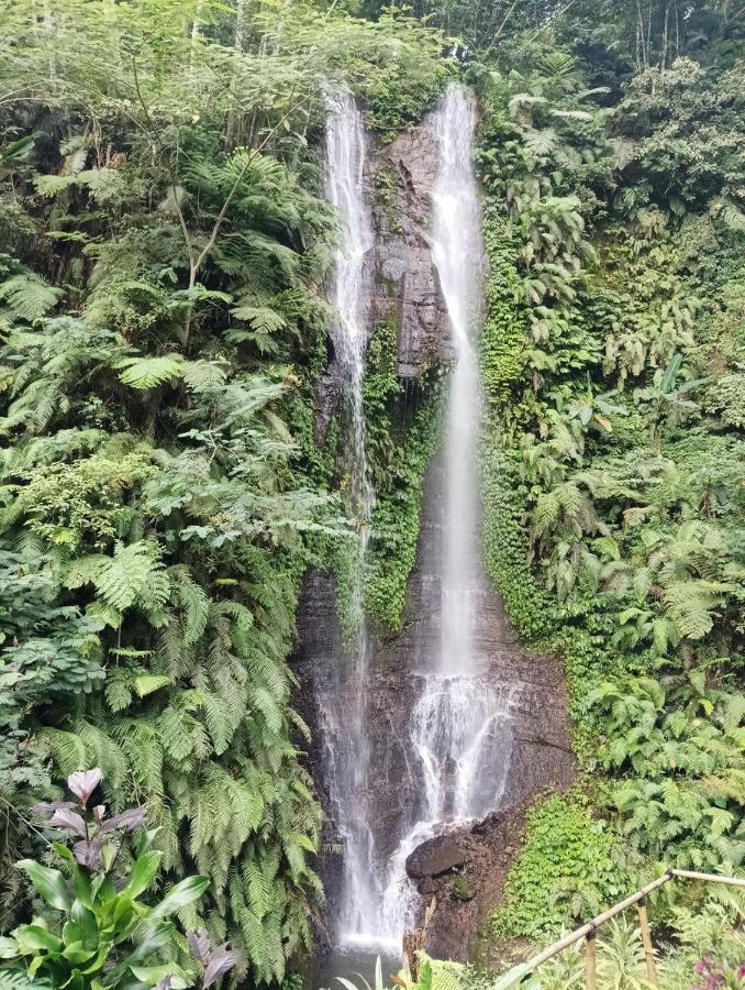 Munduk Tutub Waterfall View Dış mekan fotoğraf